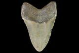 Fossil Megalodon Tooth - North Carolina #92445-2